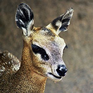 Scanned San Diego Zoo Photos 1992-2001