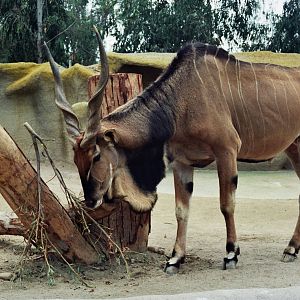 Scanned San Diego Zoo Photos 1992-2001