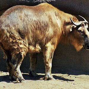 Scanned San Diego Zoo Photos 1992-2001