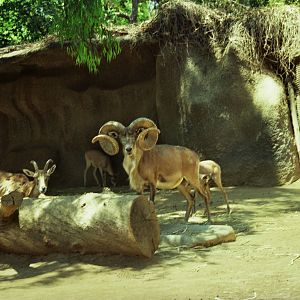 Scanned San Diego Zoo Photos 1992-2001