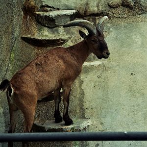 Scanned San Diego Zoo Photos 1992-2001