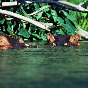 Scanned San Diego Zoo Photos 1992-2001