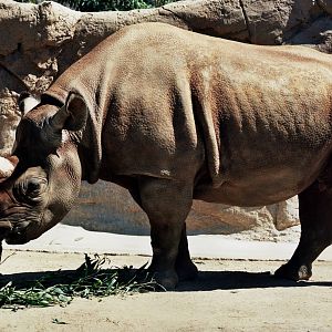Scanned San Diego Zoo Photos 1992-2001