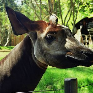 Scanned San Diego Zoo Photos 1992-2001