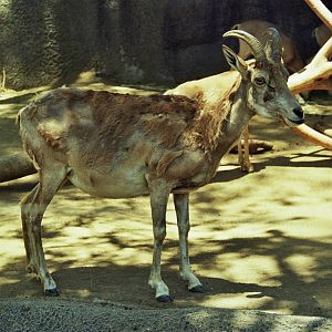 Scanned San Diego Zoo Photos 1992-2001