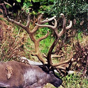 Scanned San Diego Zoo Photos 1992-2001
