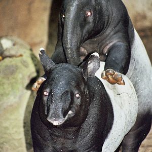 Scanned San Diego Zoo Photos 1992-2001