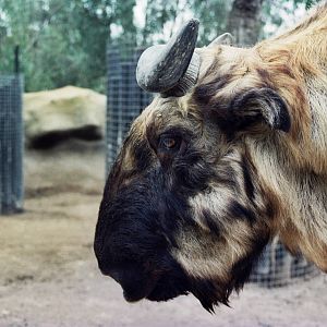 Scanned San Diego Zoo Photos 1992-2001