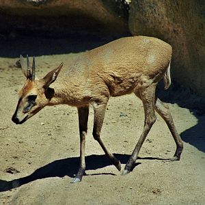 Scanned San Diego Zoo Photos 1992-2001