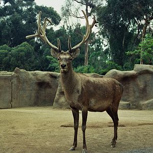 Scanned San Diego Zoo Photos 1992-2001