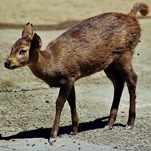 Scanned San Diego Zoo Photos 1992-2001
