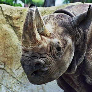 Scanned San Diego Zoo Photos 1992-2001