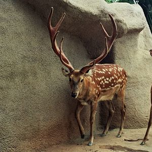 Scanned San Diego Zoo Photos 1992-2001
