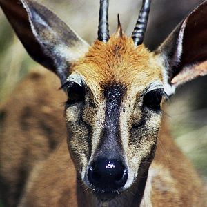 Scanned San Diego Zoo Photos 1992-2001