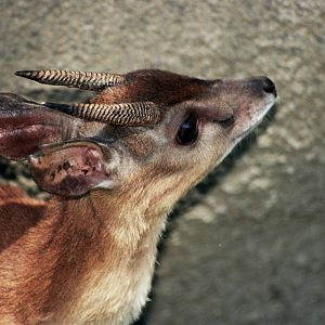 Scanned San Diego Zoo Photos 1992-2001