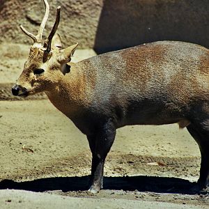 Scanned San Diego Zoo Photos 1992-2001