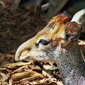 Scanned San Diego Zoo Photos 1992-2001