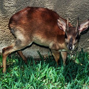 Scanned San Diego Zoo Photos 1992-2001
