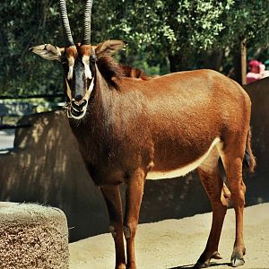 Scanned San Diego Zoo Photos 1992-2001
