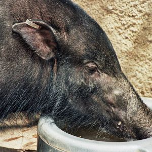 Scanned San Diego Zoo Photos 1992-2001 Species ID?