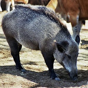Scanned San Diego Zoo Photos 1992-2001