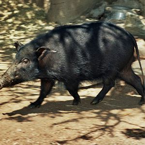 Scanned San Diego Zoo Photos 1992-2001 Species ID?