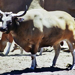 Scanned San Diego Zoo Photos 1992-2001