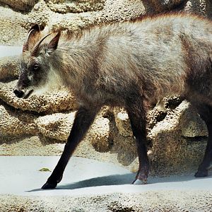 Scanned San Diego Zoo Photos 1992-2001