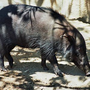 Scanned San Diego Zoo Photos 1992-2001 Species ID?