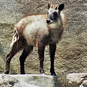 Scanned San Diego Zoo Photos 1992-2001