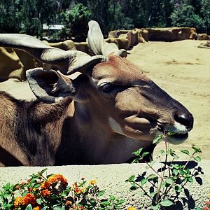 Scanned San Diego Zoo Photos 1992-2001