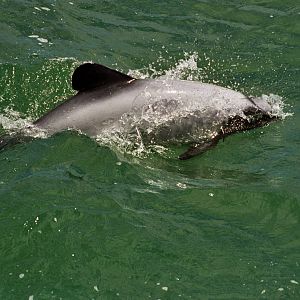 New Zealand Whale Watching 2007