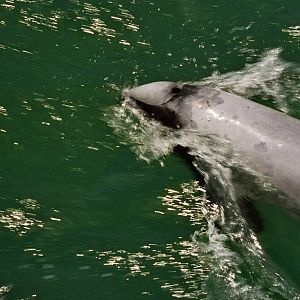 New Zealand Whale Watching 2007