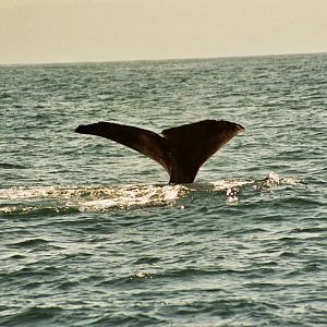 New Zealand Whale Watching 2007