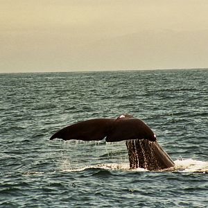New Zealand Whale Watching 2007
