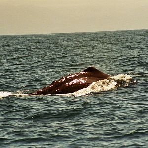 New Zealand Whale Watching 2007