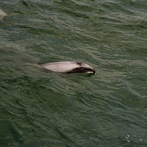 New Zealand Whale Watching 2007