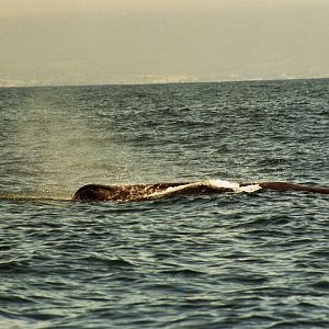 New Zealand Whale Watching 2007