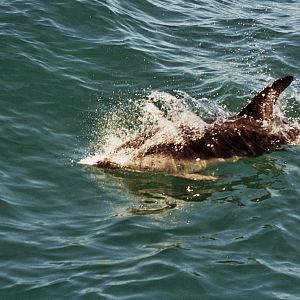 New Zealand Whale Watching 2007