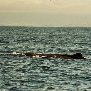 New Zealand Whale Watching 2007