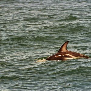 New Zealand Whale Watching 2007