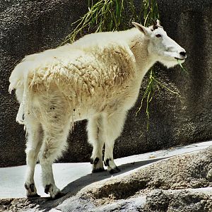 Scanned San Diego Zoo Photos 1992-2001