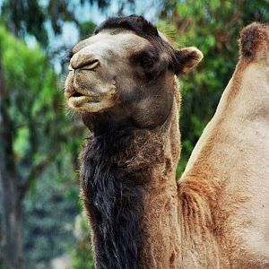 Scanned San Diego Zoo Photos 1992-2001