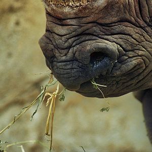 Scanned San Diego Zoo Photos 1992-2001