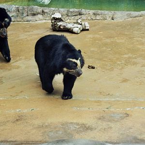 Scanned San Diego Zoo Photos 1992-2001