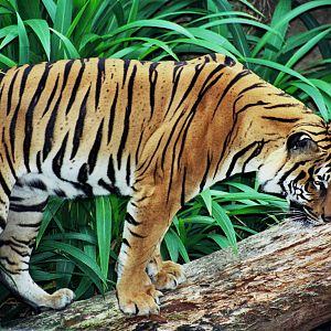 Scanned San Diego Zoo Photos 1992-2001