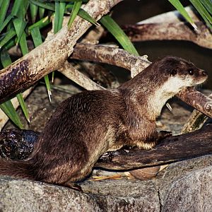 Scanned San Diego Zoo Photos 1992-2001