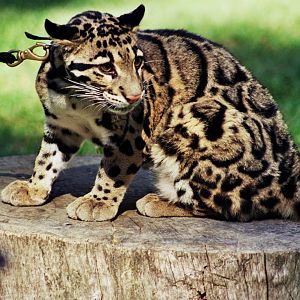 Scanned San Diego Zoo Photos 1992-2001