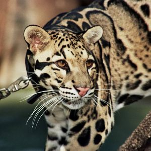 Scanned San Diego Zoo Photos 1992-2001