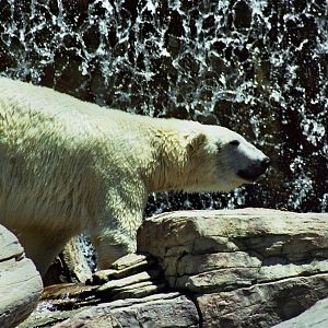 Scanned San Diego Zoo Photos 1992-2001